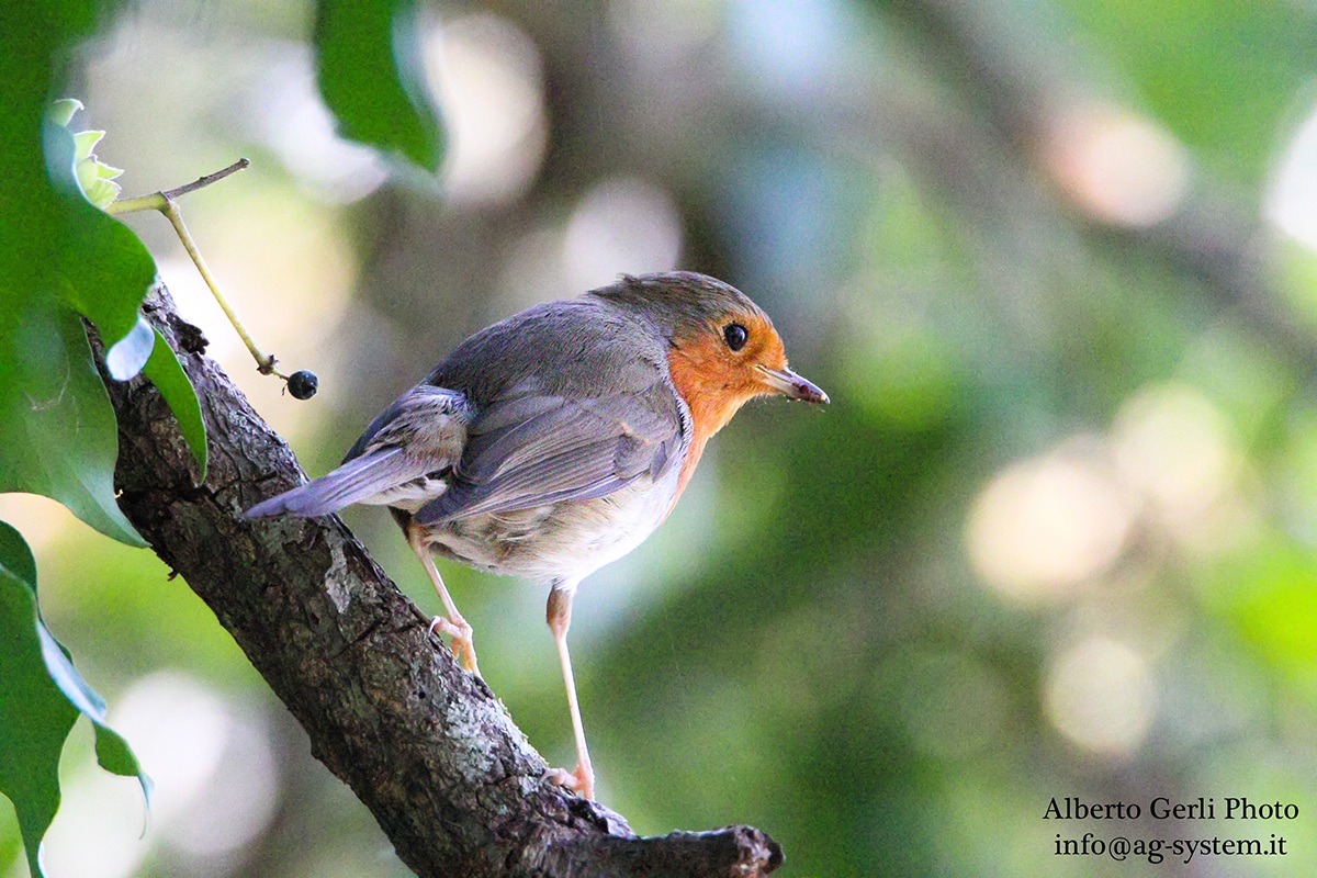 tamron 150-600  +  Canon 70D a 6400 iso
