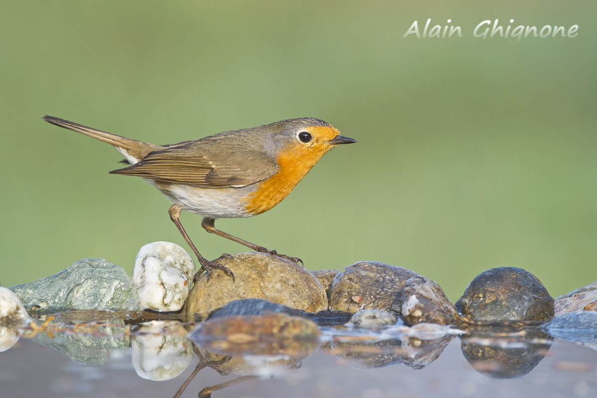 pettirosso sui sassi