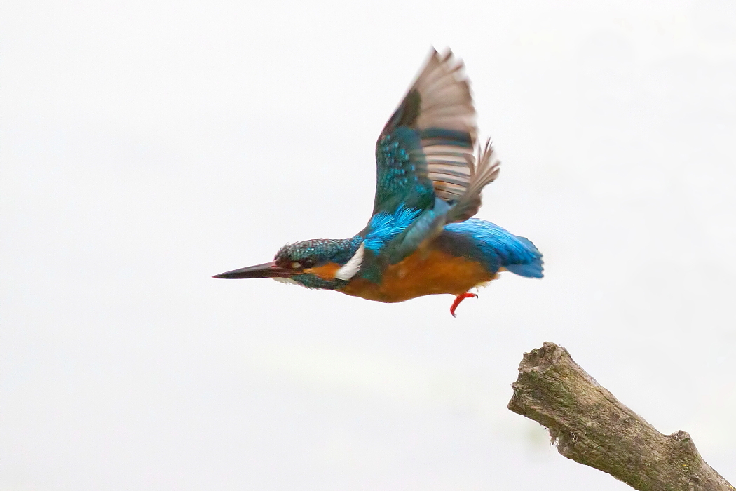 Martin Pescatore:Stacco!!