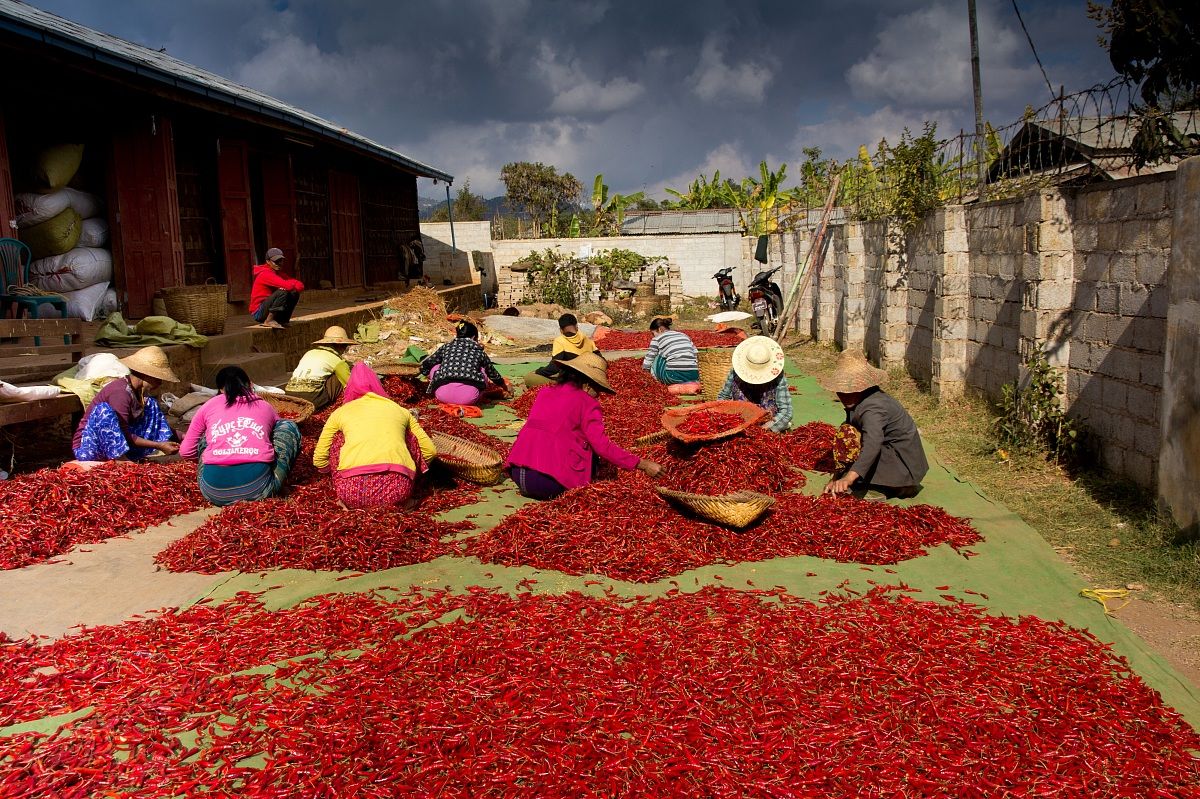 scelta dei peperoncini in Myanmar