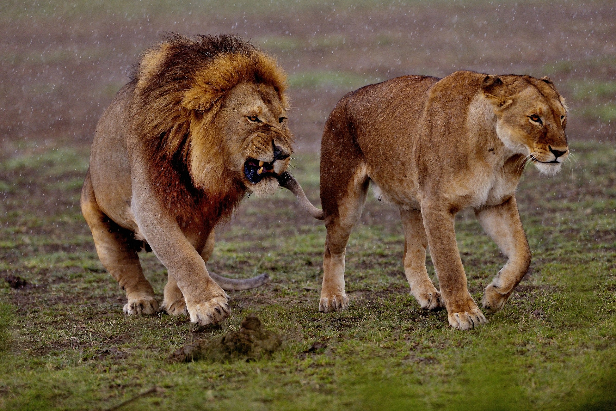 Ngorongoro Conservation Area - Love in the rain