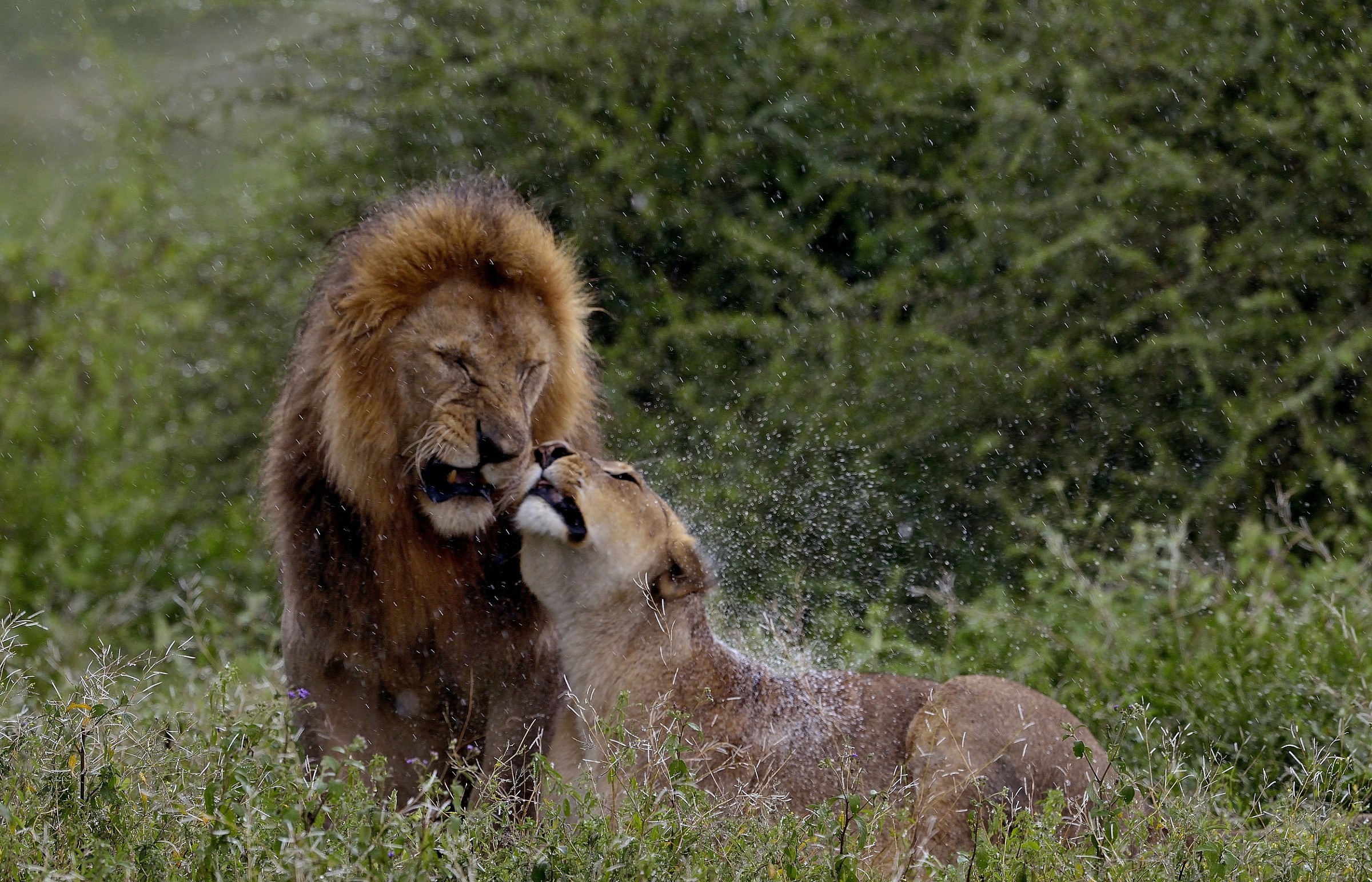 Ngorongoro Conservation Area - Love in the rain