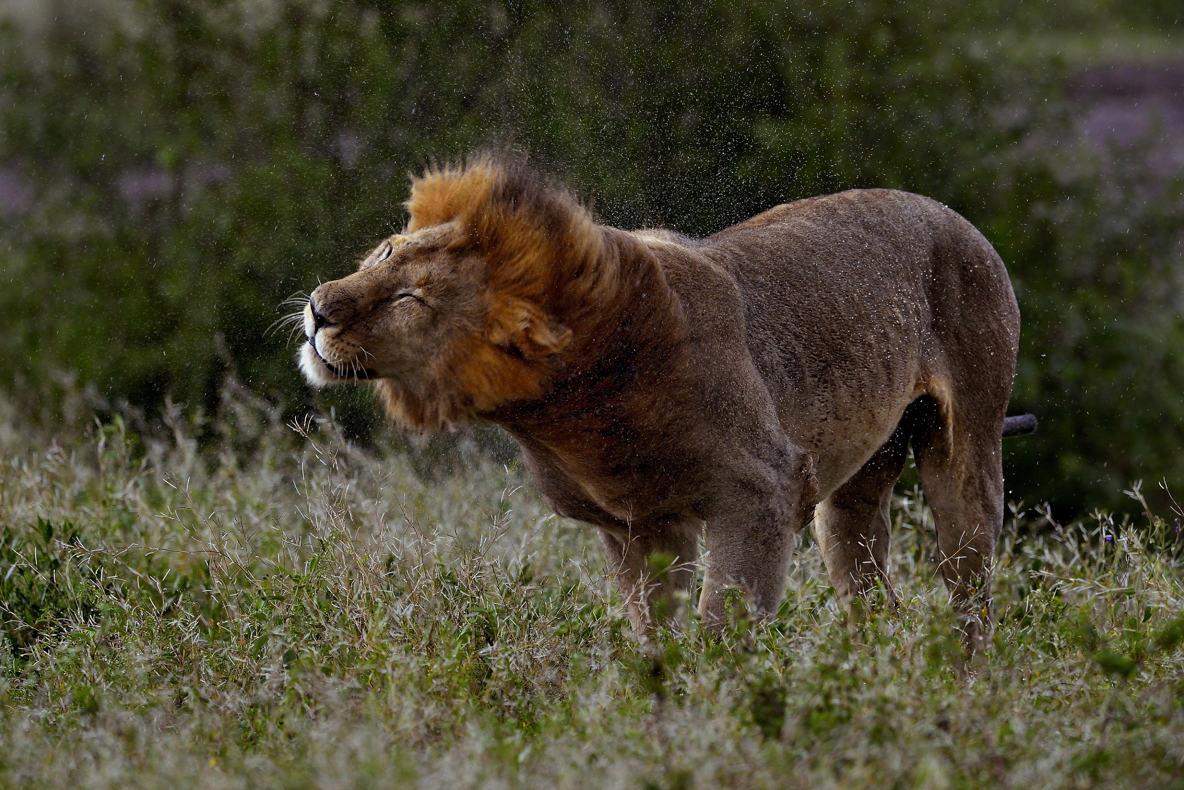 Ngorongoro Conservation Area - Sotto la pioggia
