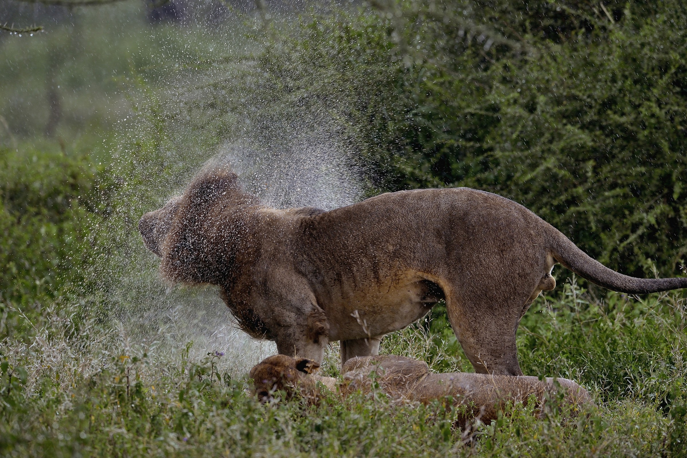 Ngorongoro Conservation Area - Amore sotto la pioggia