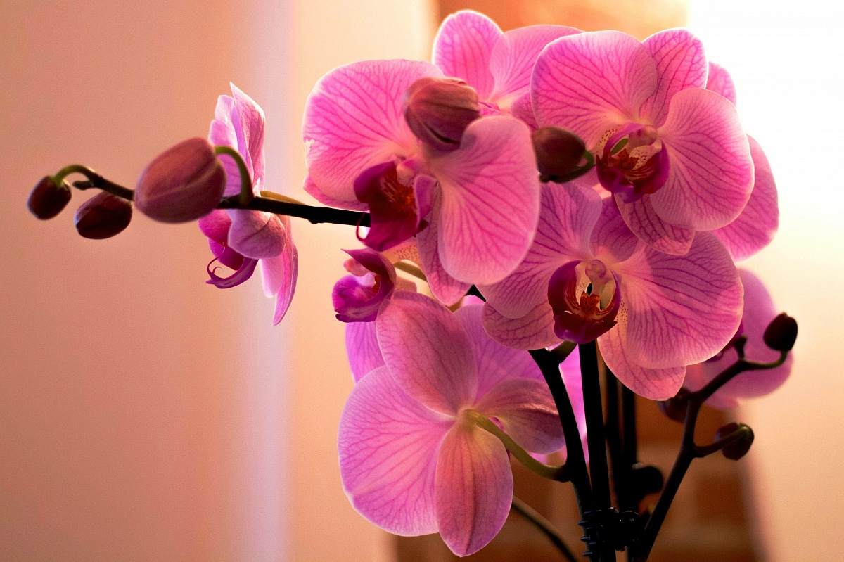 Orchid