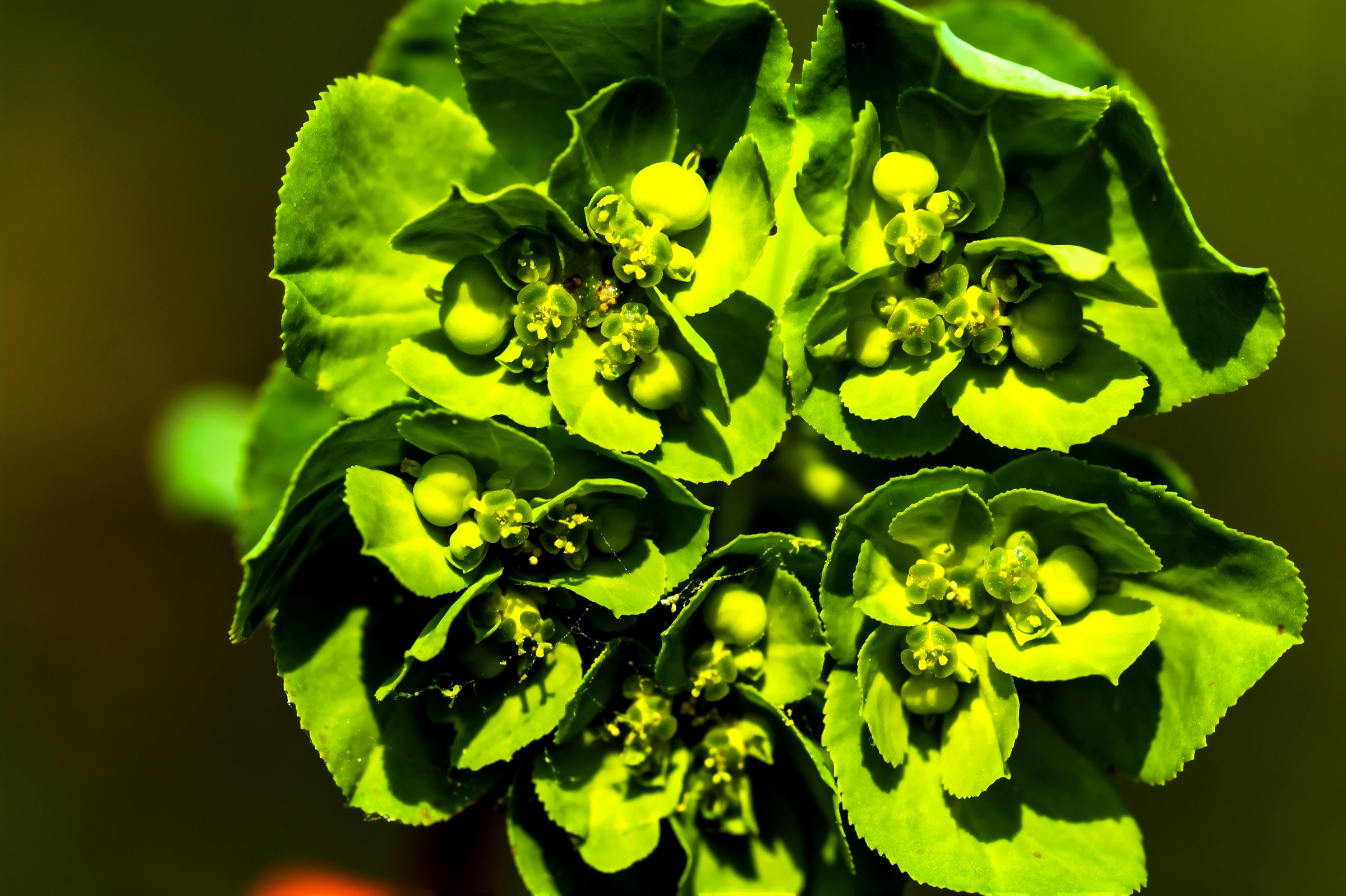 How small bouquets of flowers