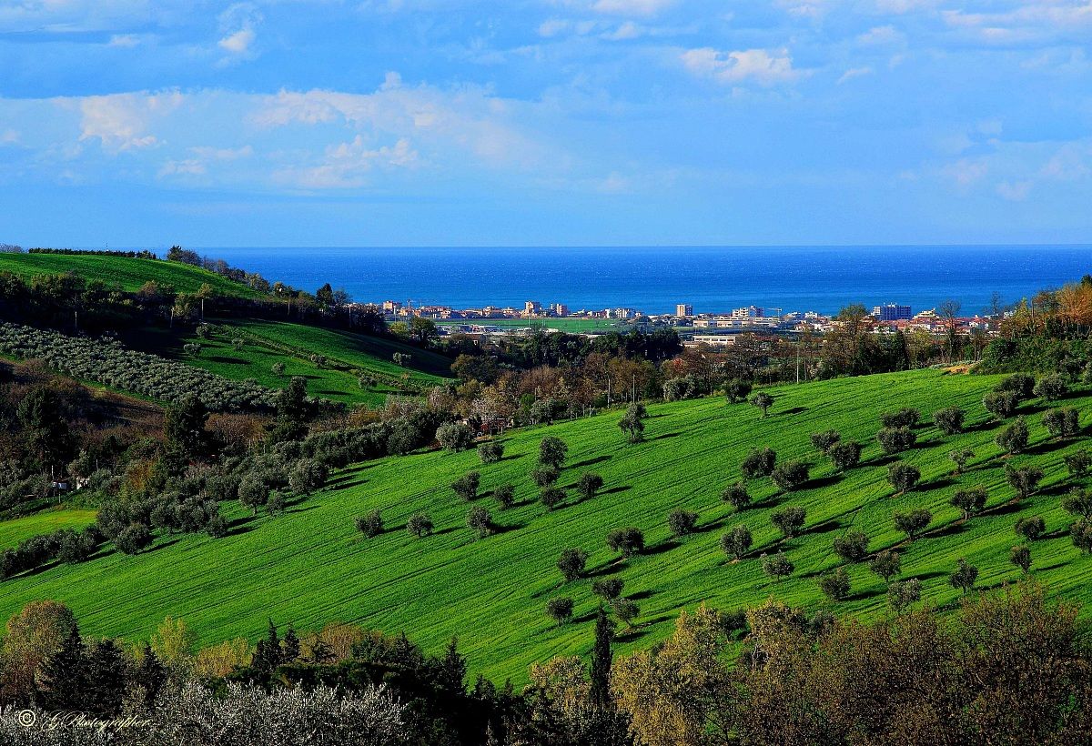 Il Frumento l'Oliveto e il Mare