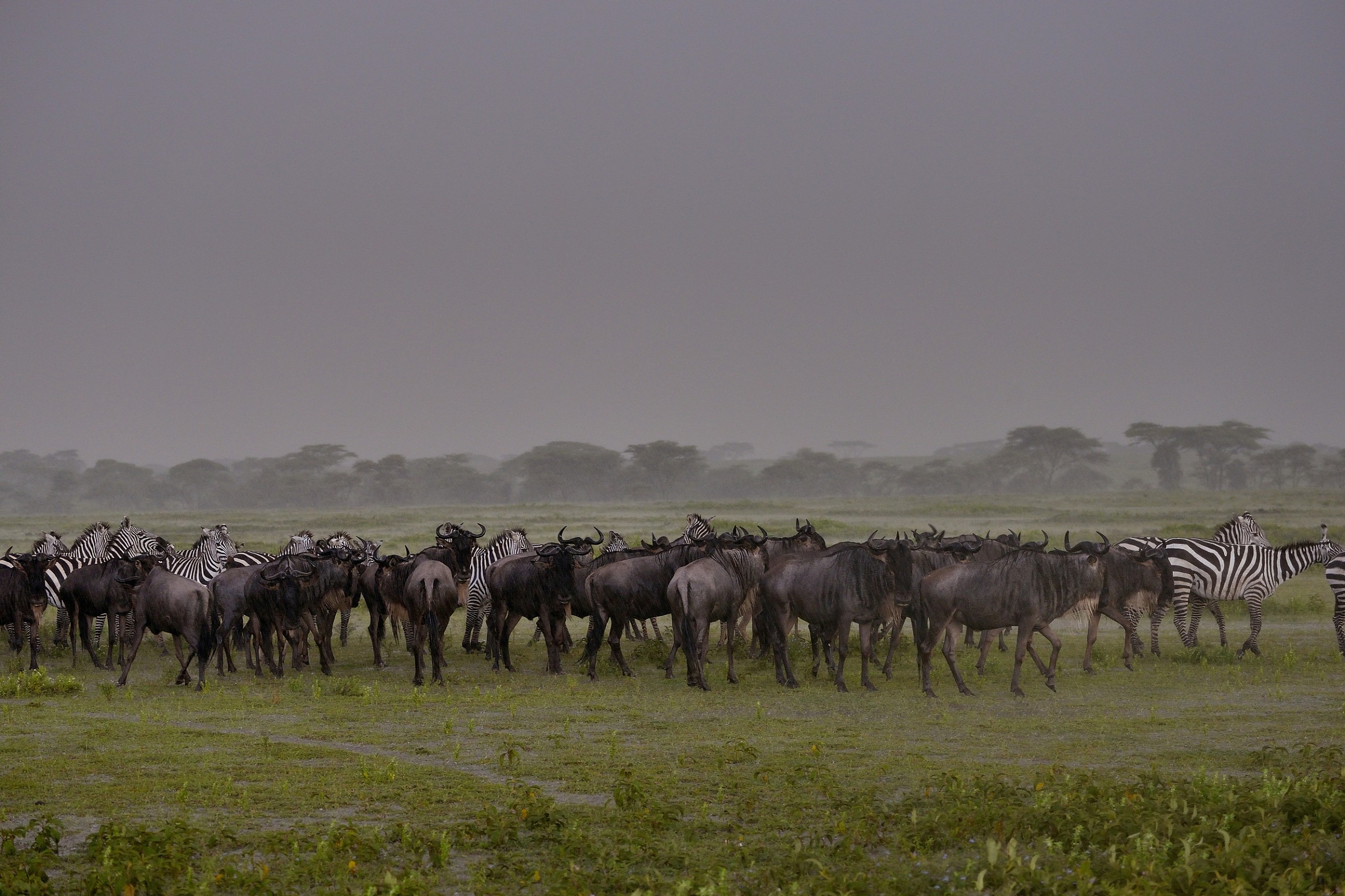 Ngorongoro Conservation Area - Mandrie sotto la pioggia