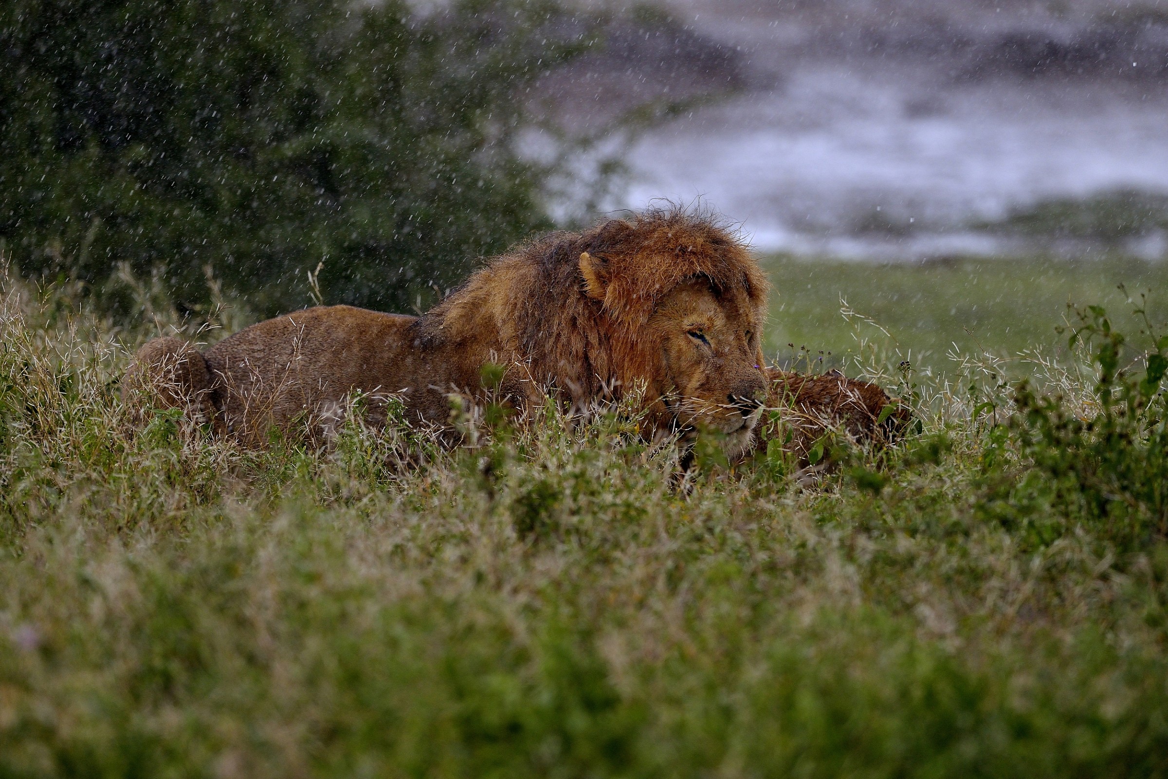 Ngorongoro Conservation Area - Amore sotto la pioggia