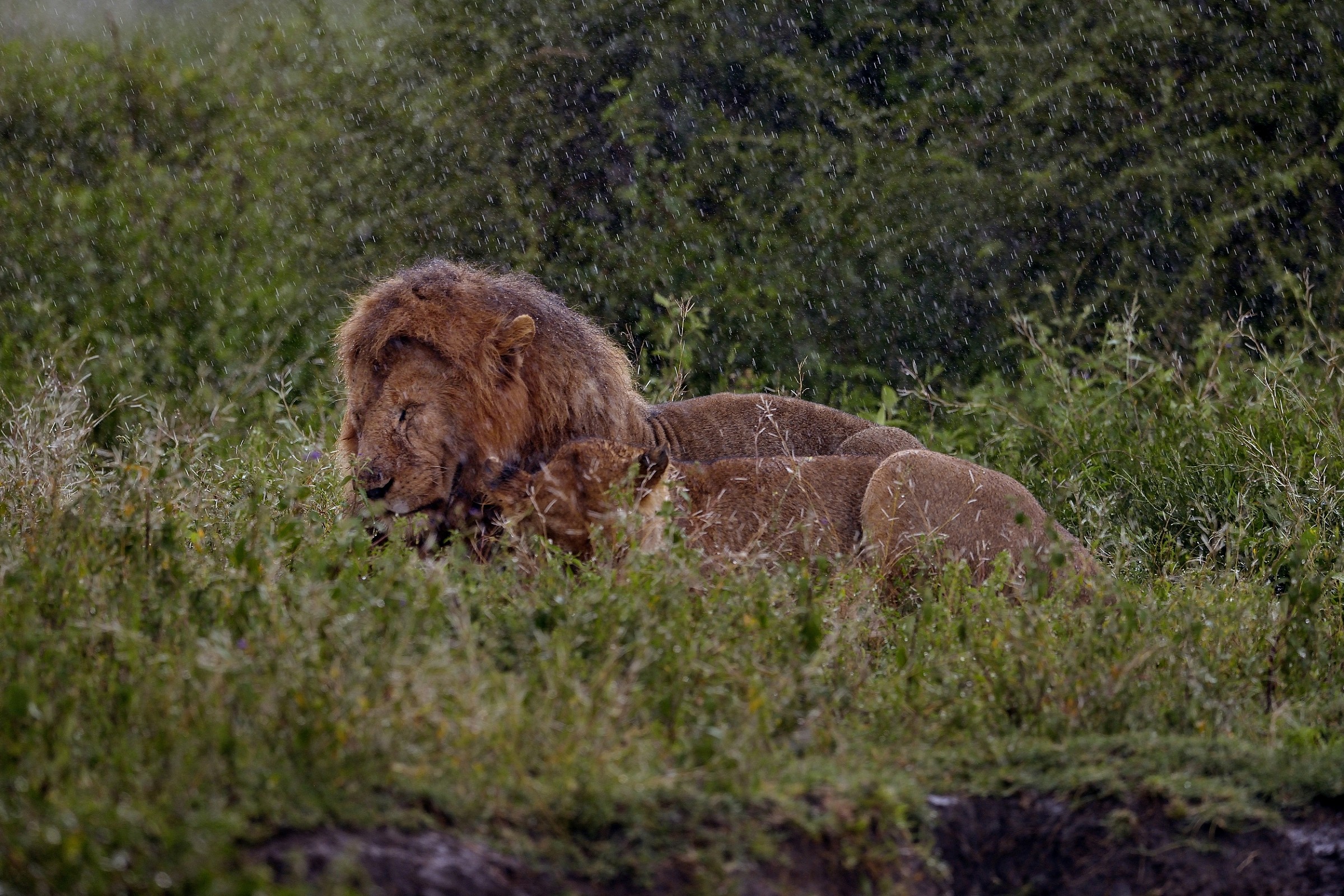 Ngorongoro Conservation Area - Amore sotto la pioggia