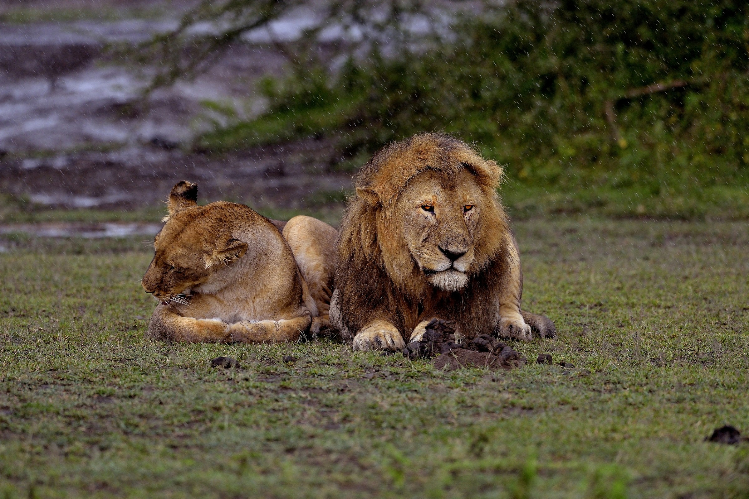 Ngorongoro Conservation Area - Love in the rain