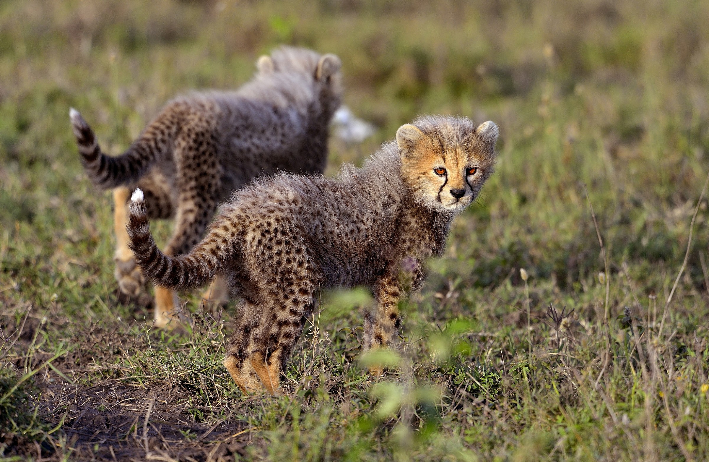 Ngorongoro Conservation Area - Cuccioli di Ghepardo