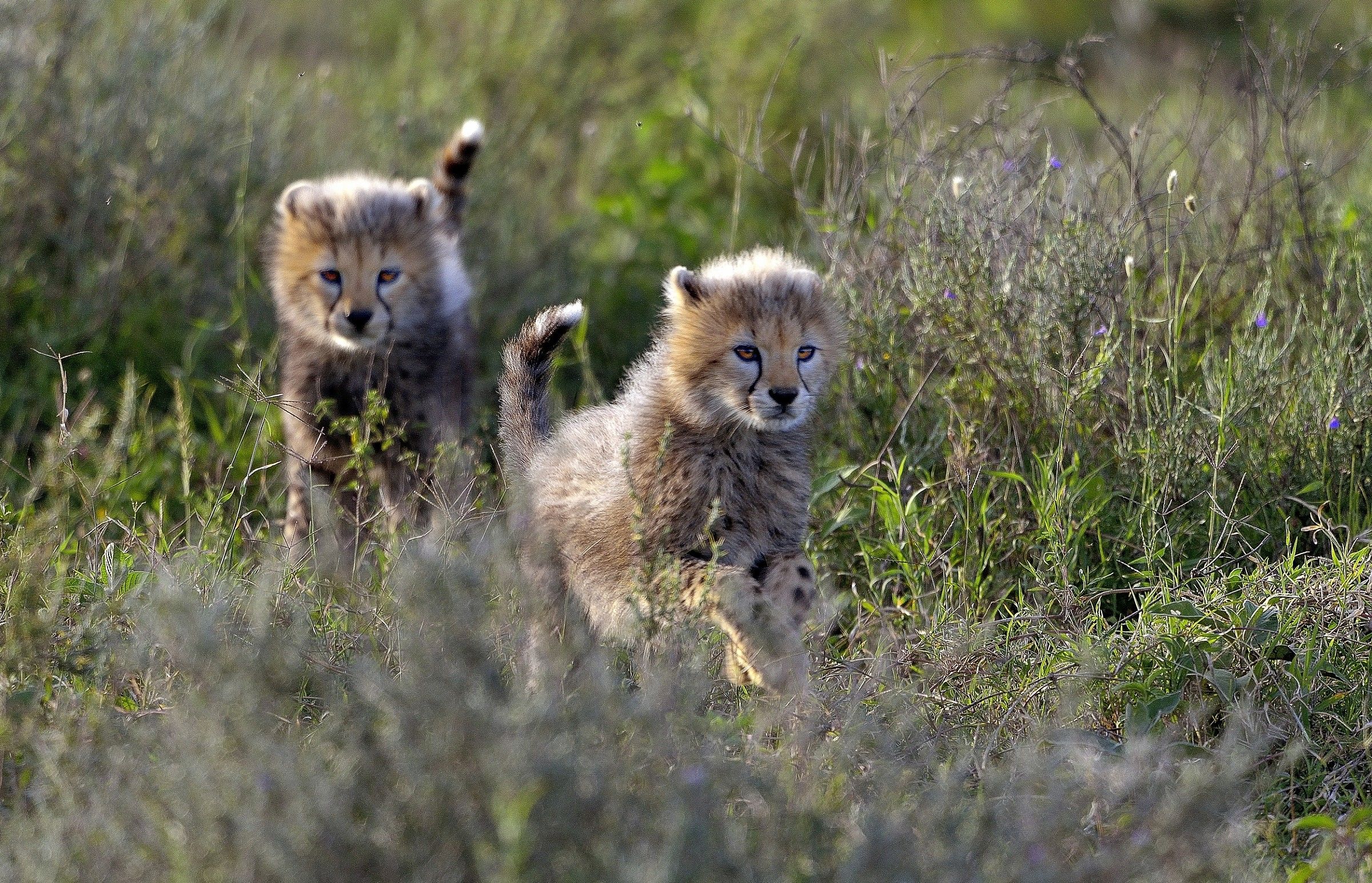Ngorongoro Conservation Area - Cuccioli di Ghepardo
