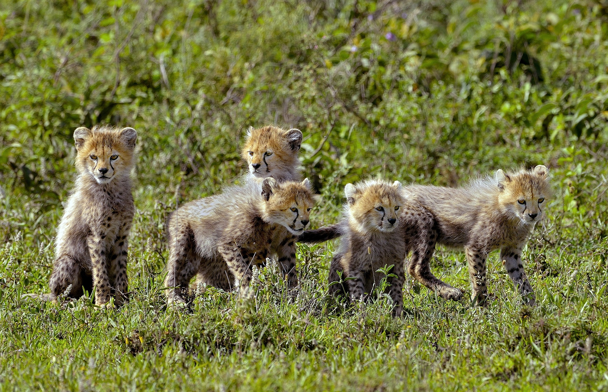 Ngorongoro Conservation Area - Cuccioli di Ghepardo