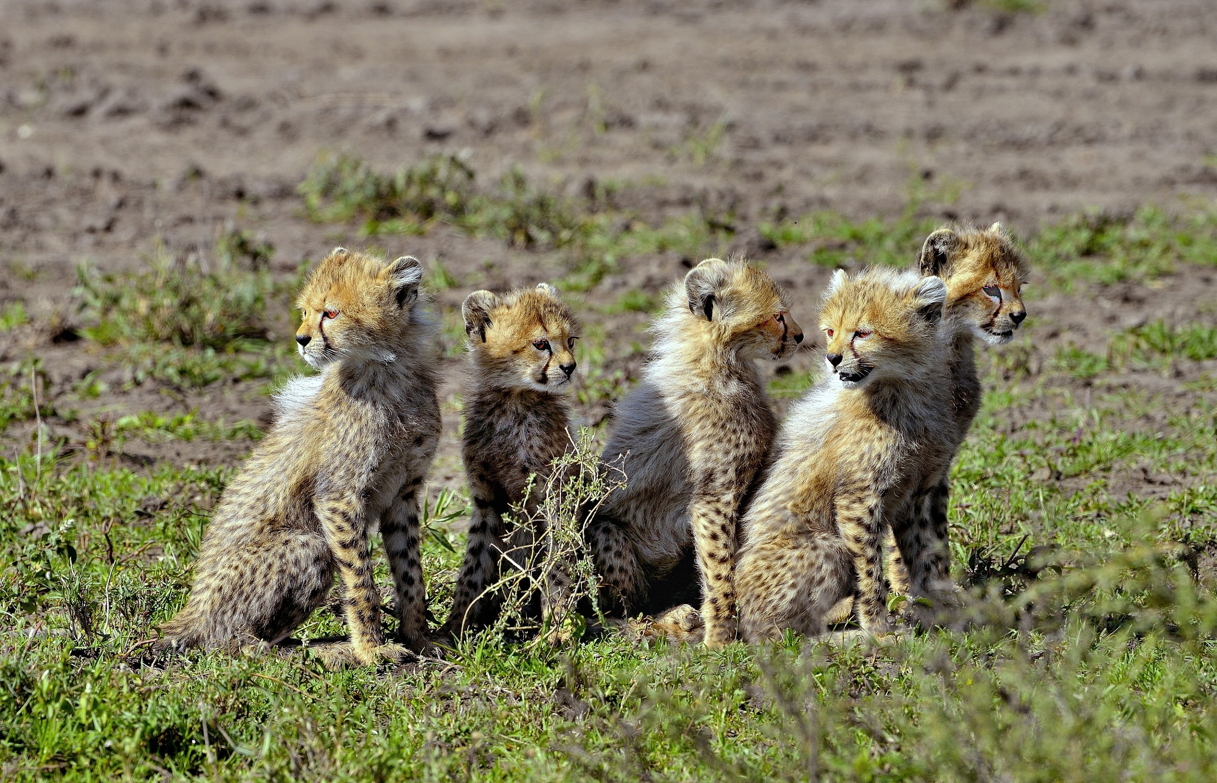 Ngorongoro Conservation Area - Cuccioli di Ghepardo
