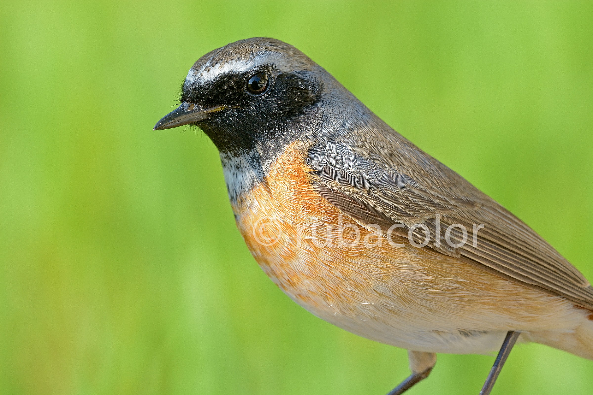 Un codirosso maschio a portata di macro