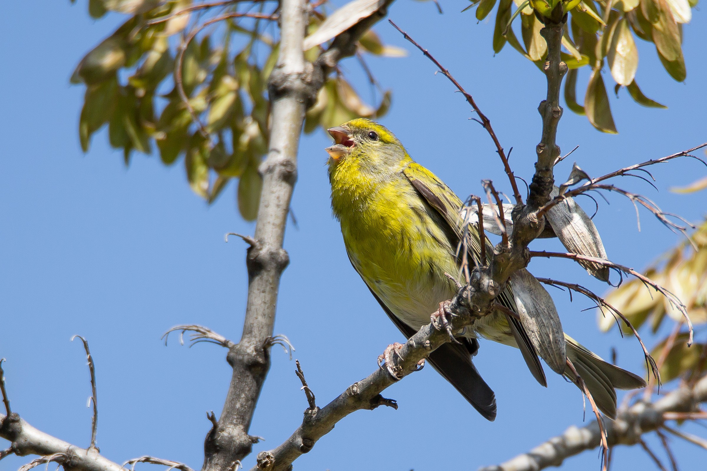 Verzellino canterino
