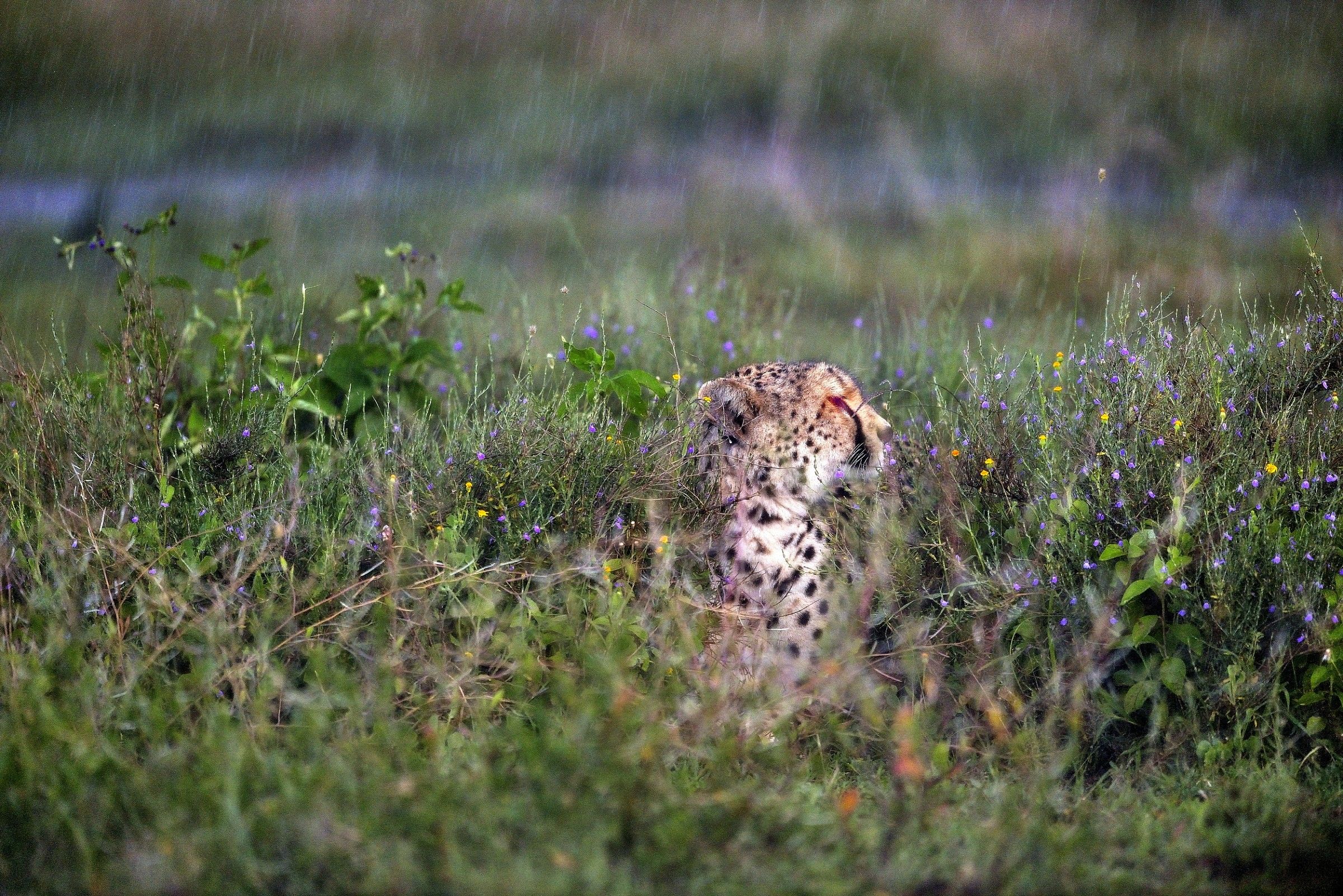 Ngorongoro Conservation Area -Ghepardo sotto la pioggia