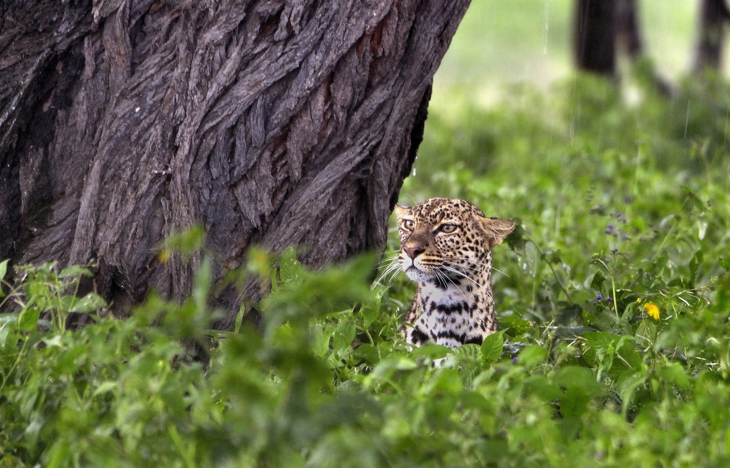 Ngorongoro Conservation Area -Leopardo sotto la pioggia