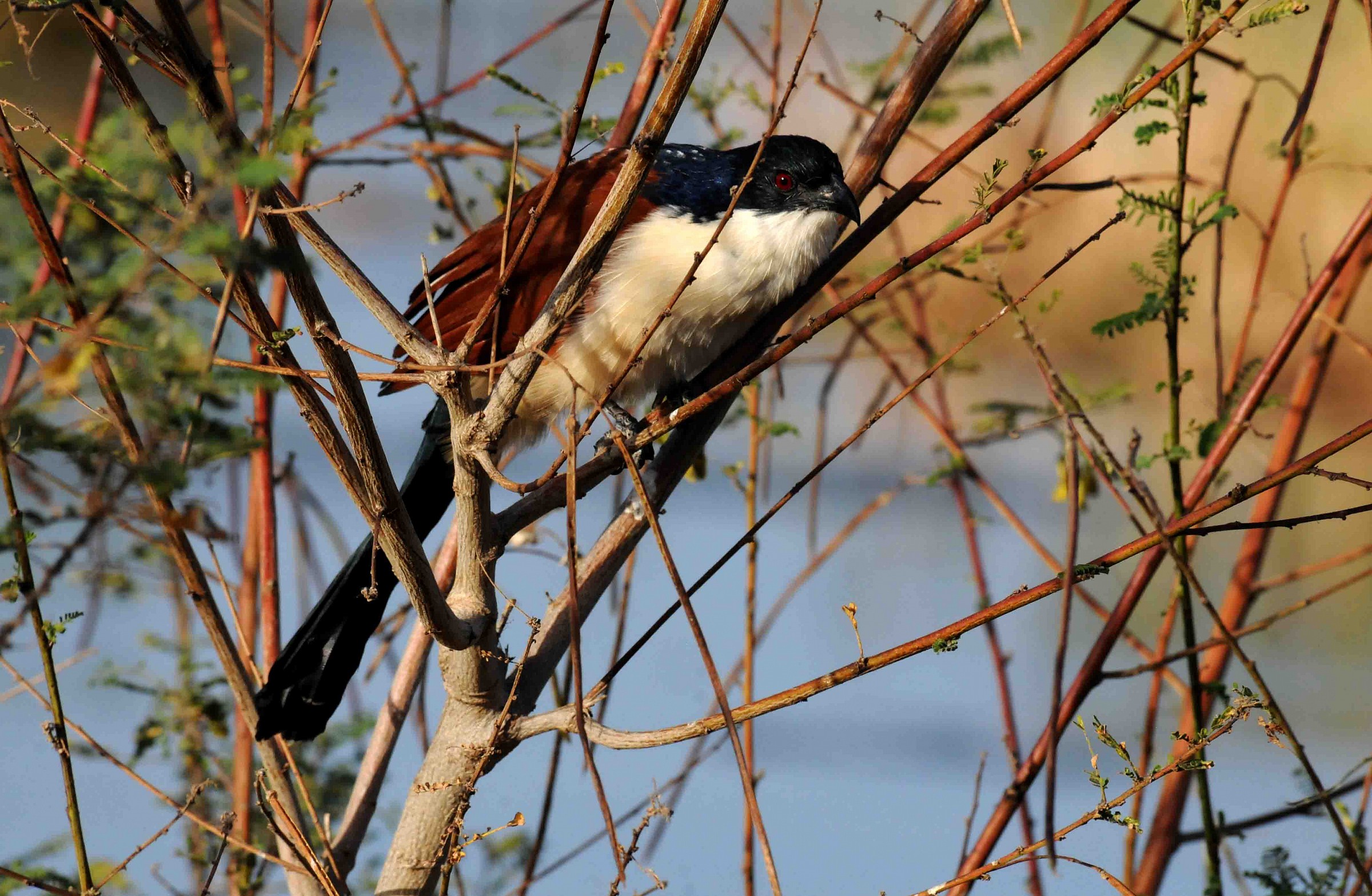 Ceritropus monarchus