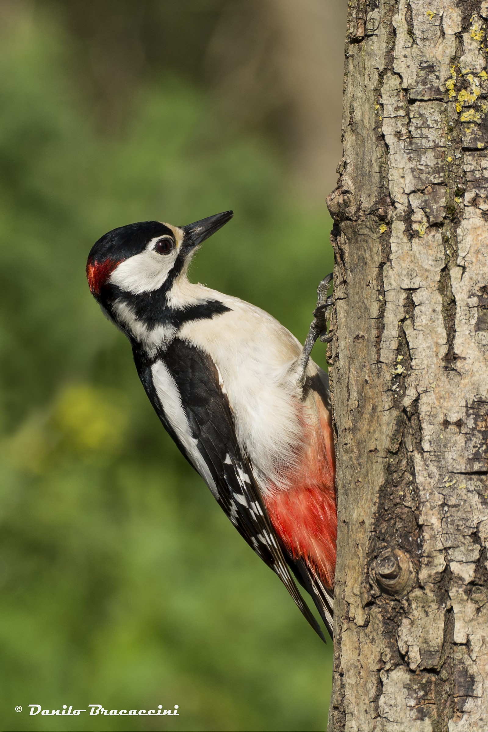 Maschio di rosso maggiore