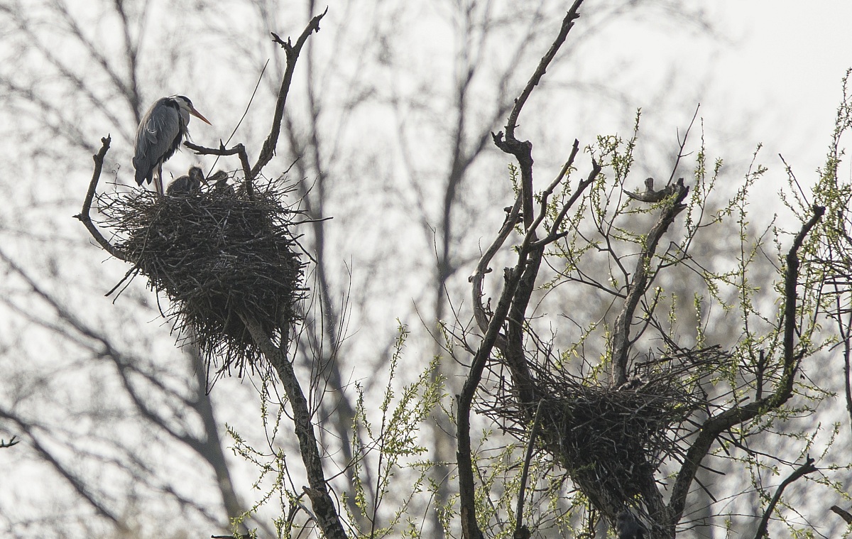 Grey Heron with its small