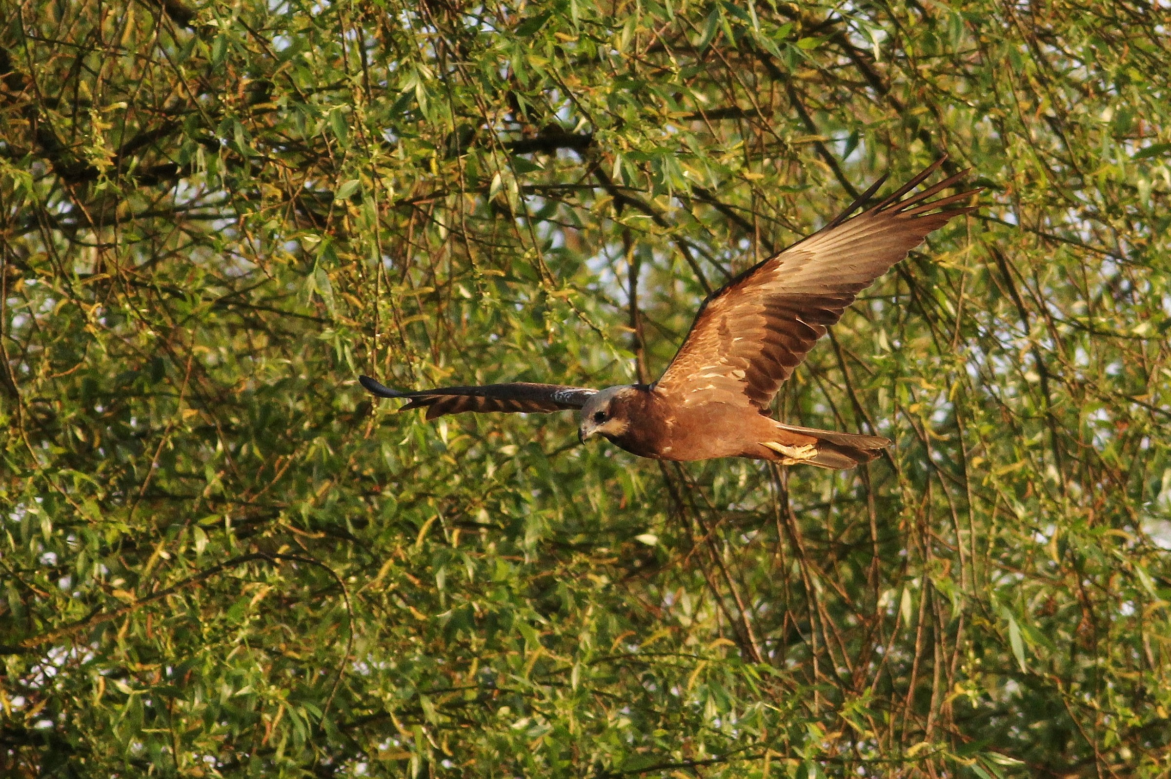 Black Kite