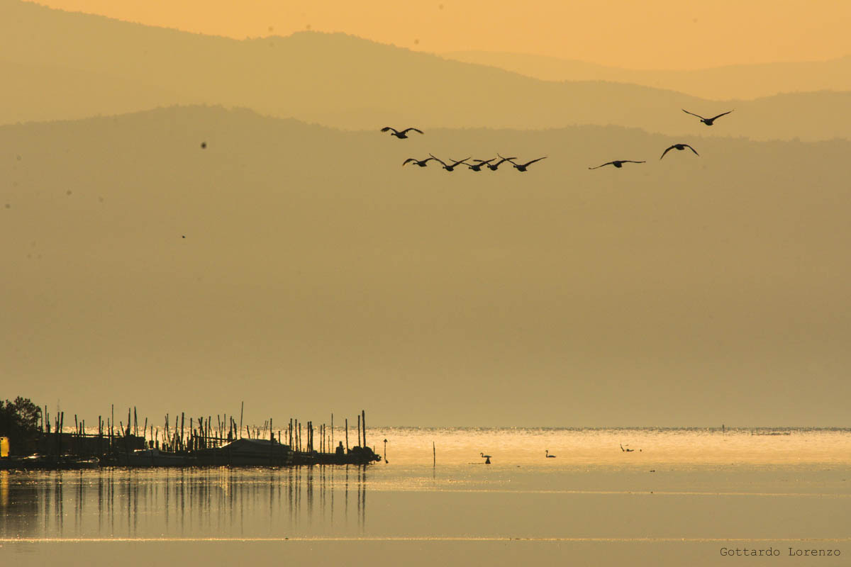 stormo di cigni sul golfo di Trieste