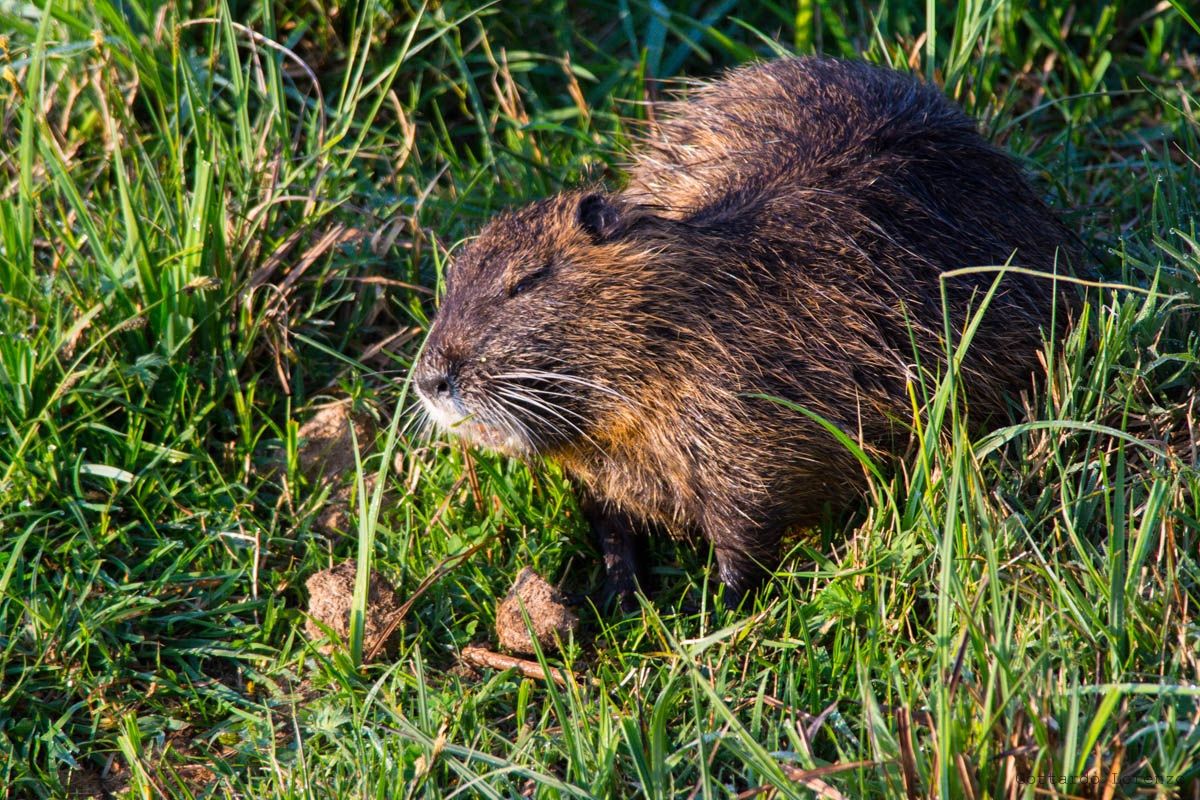 nutria