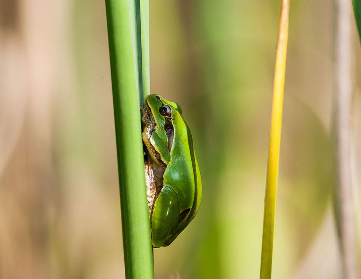 Treefrog