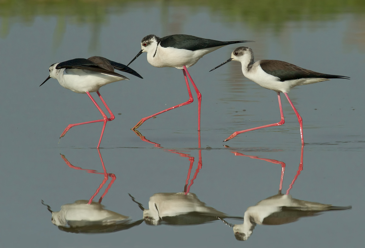 l'harem del cavaliere