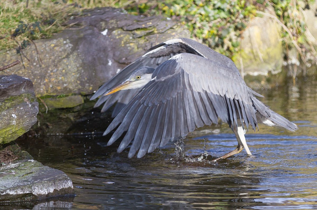 Heron