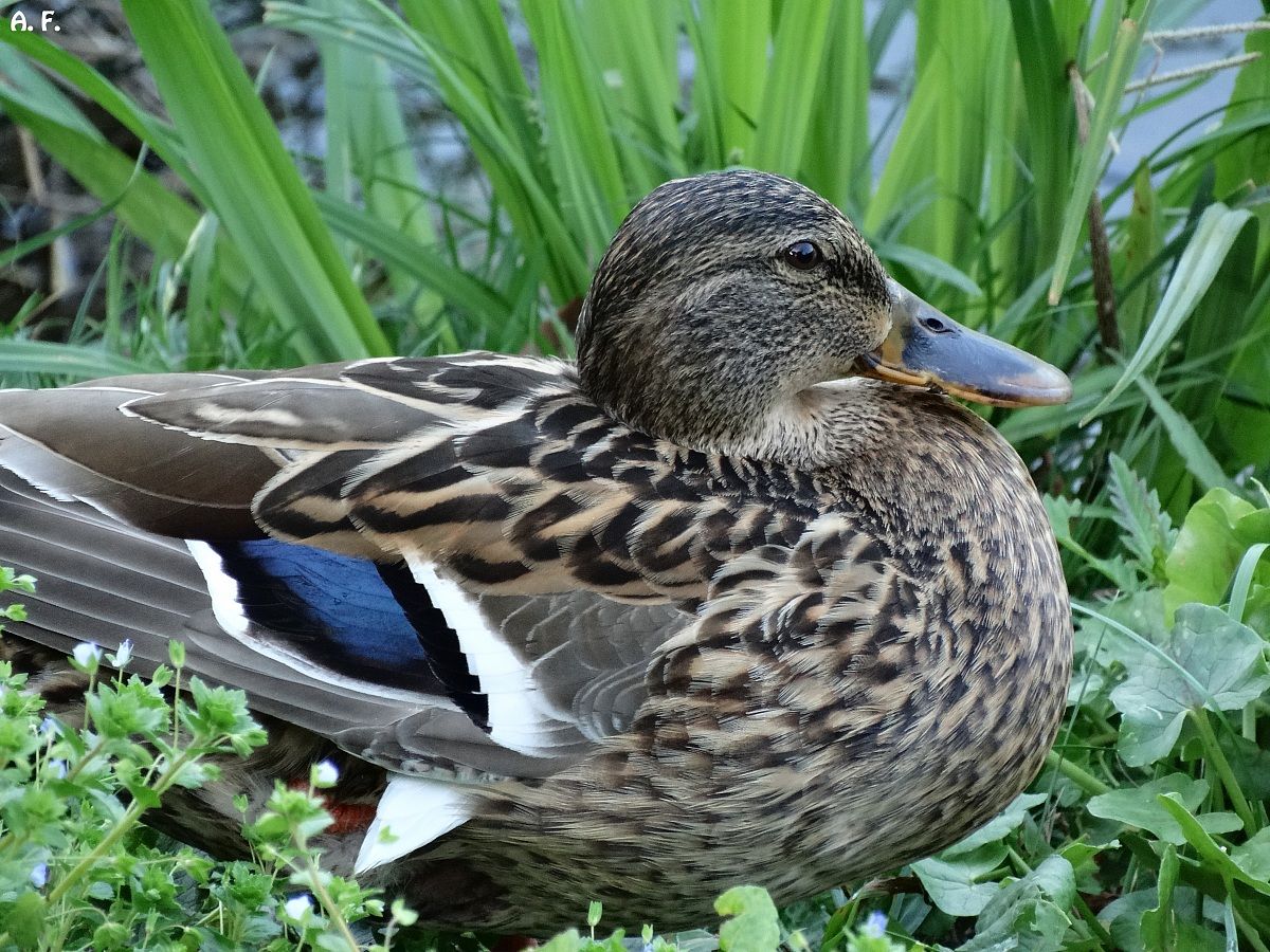 Female mallard