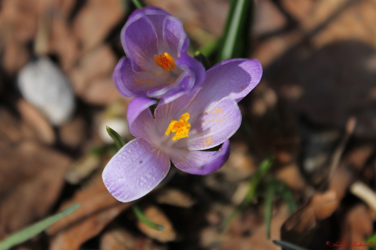 polvere gialla sul viola