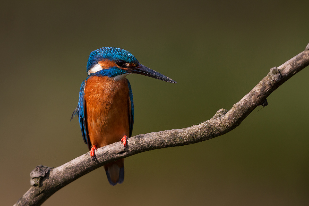 Il primo Martino non si scorda mai