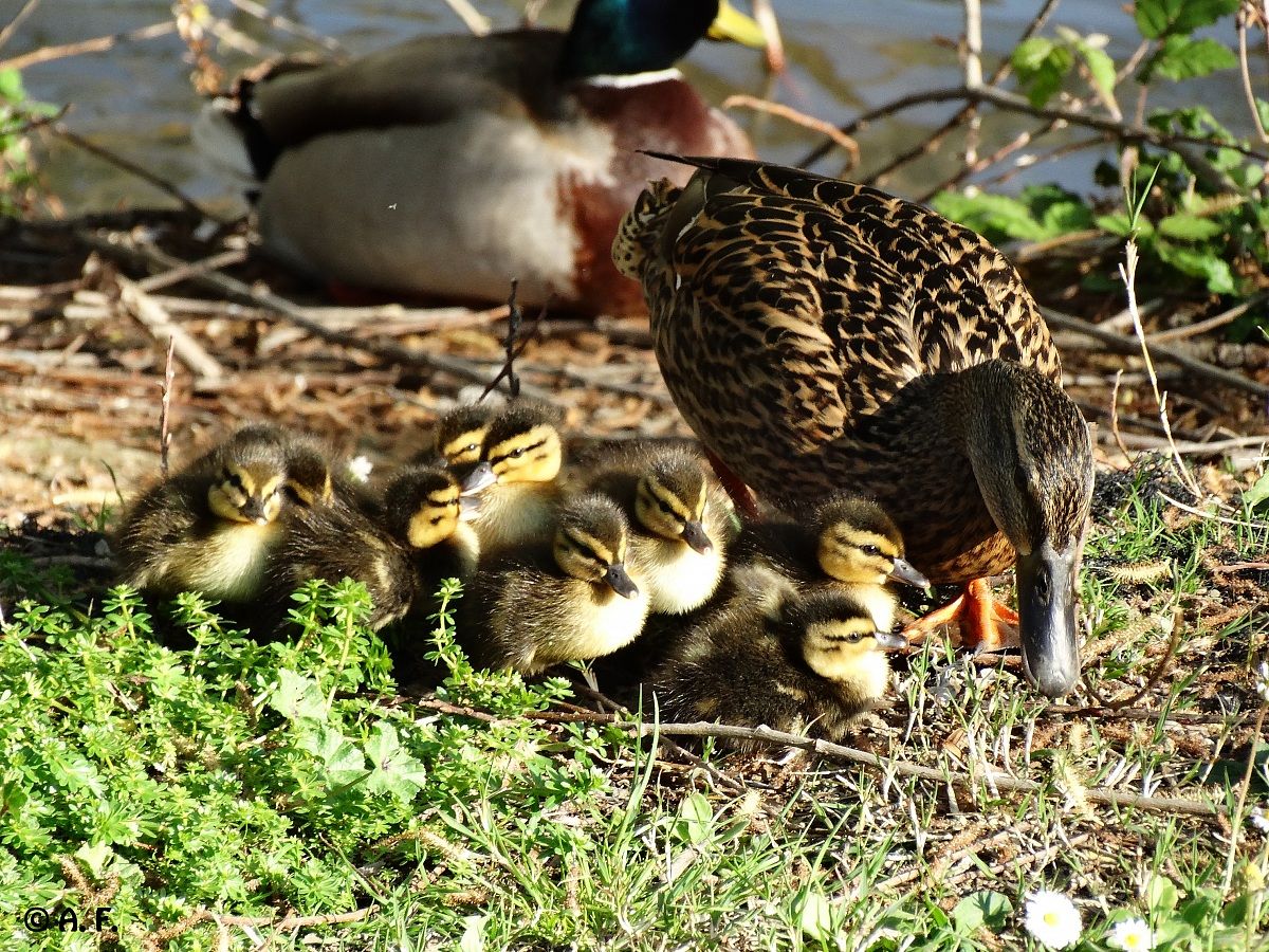 Mallards: little family