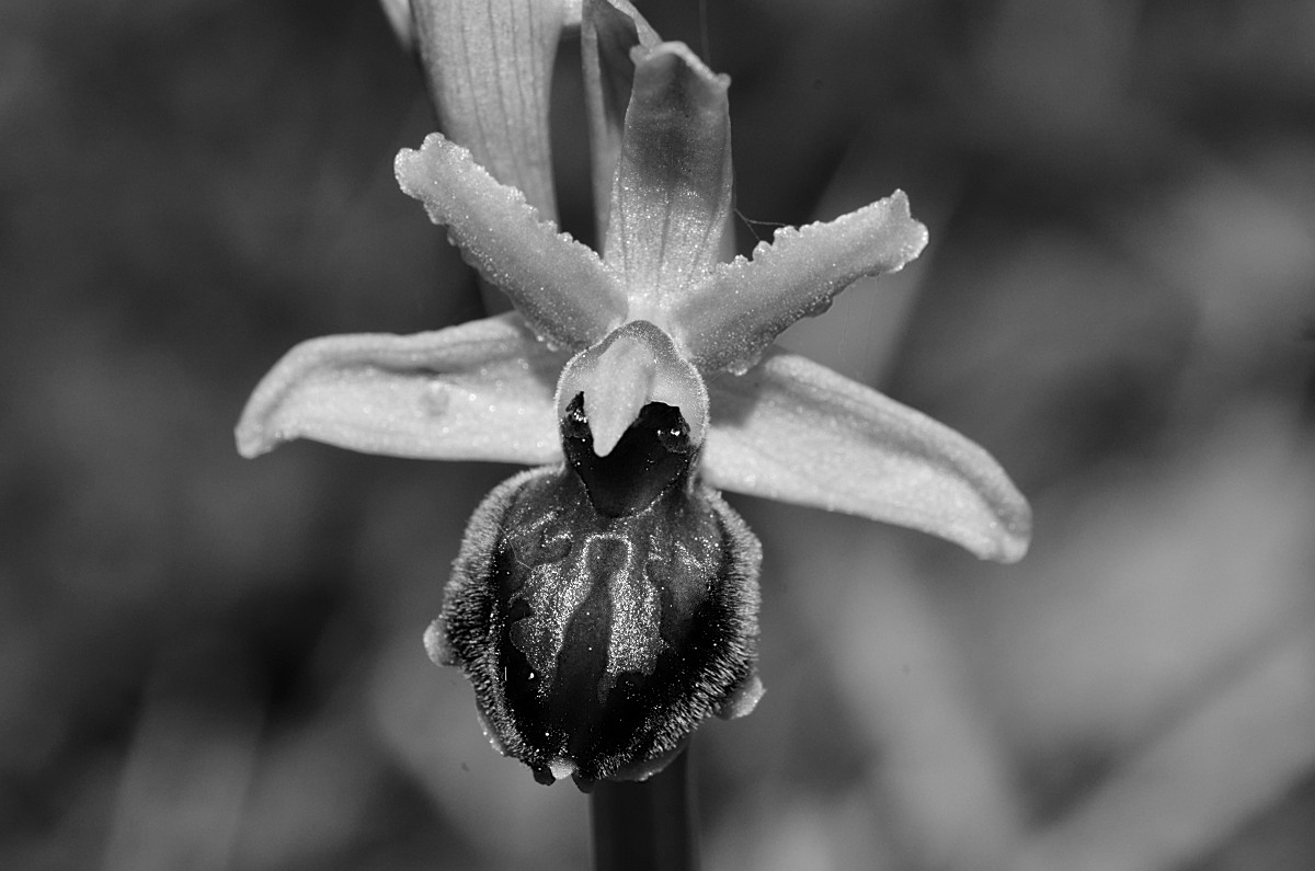 Ophrys tarquinia