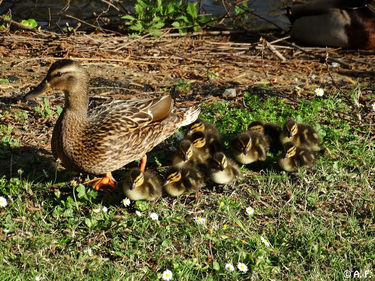 Mallards: little family