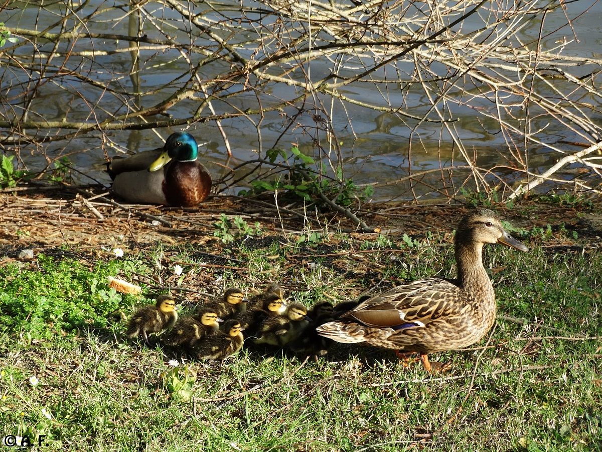 Mallards: little family