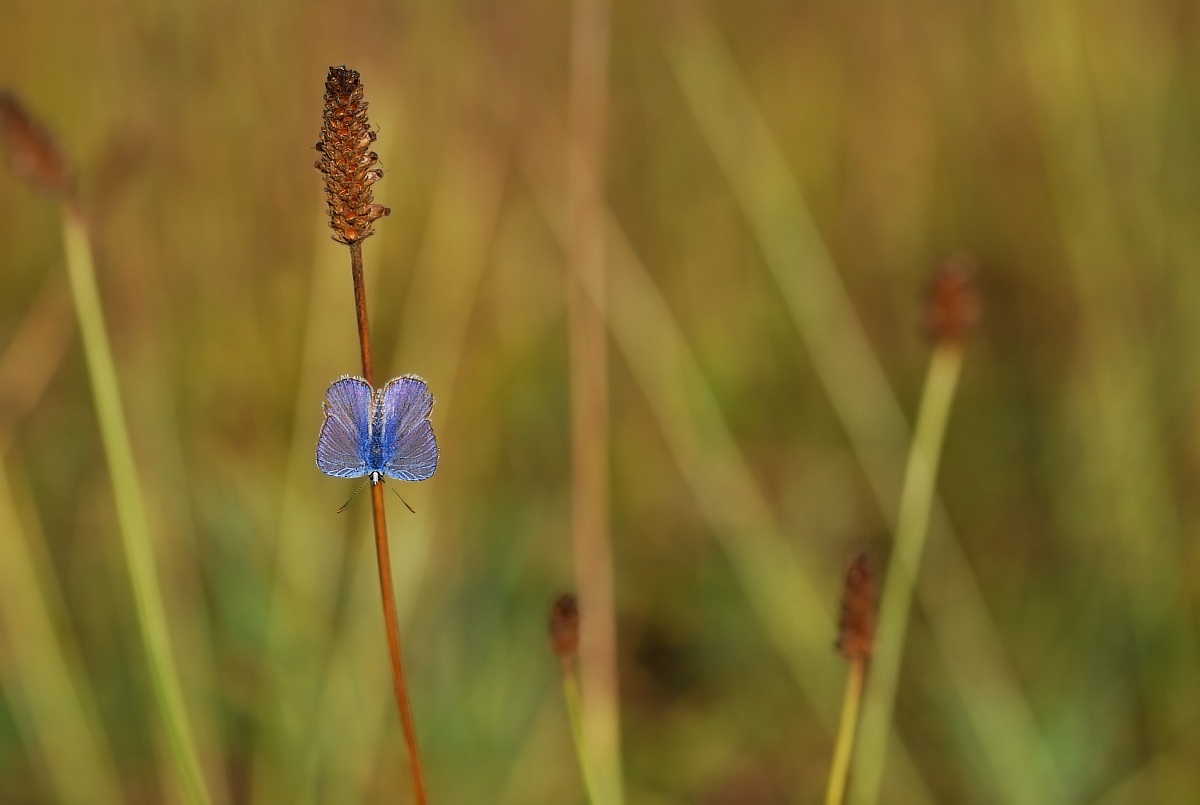 Una macchia di colore