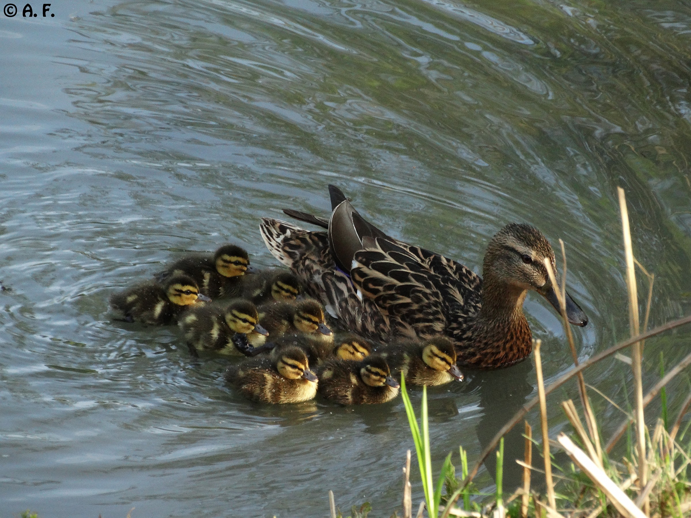 Mallards: little family