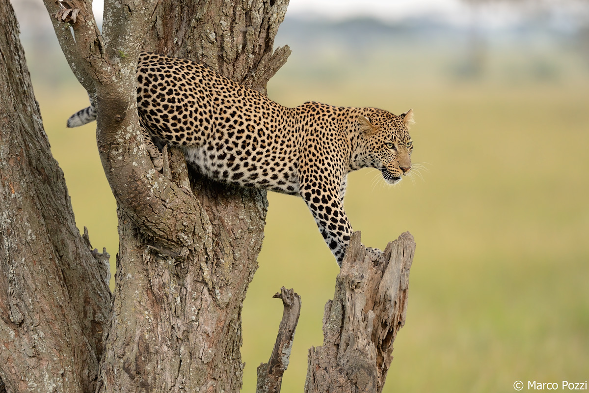 L'eleganza e la potenza