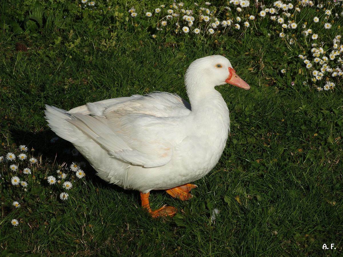 Domestic goose