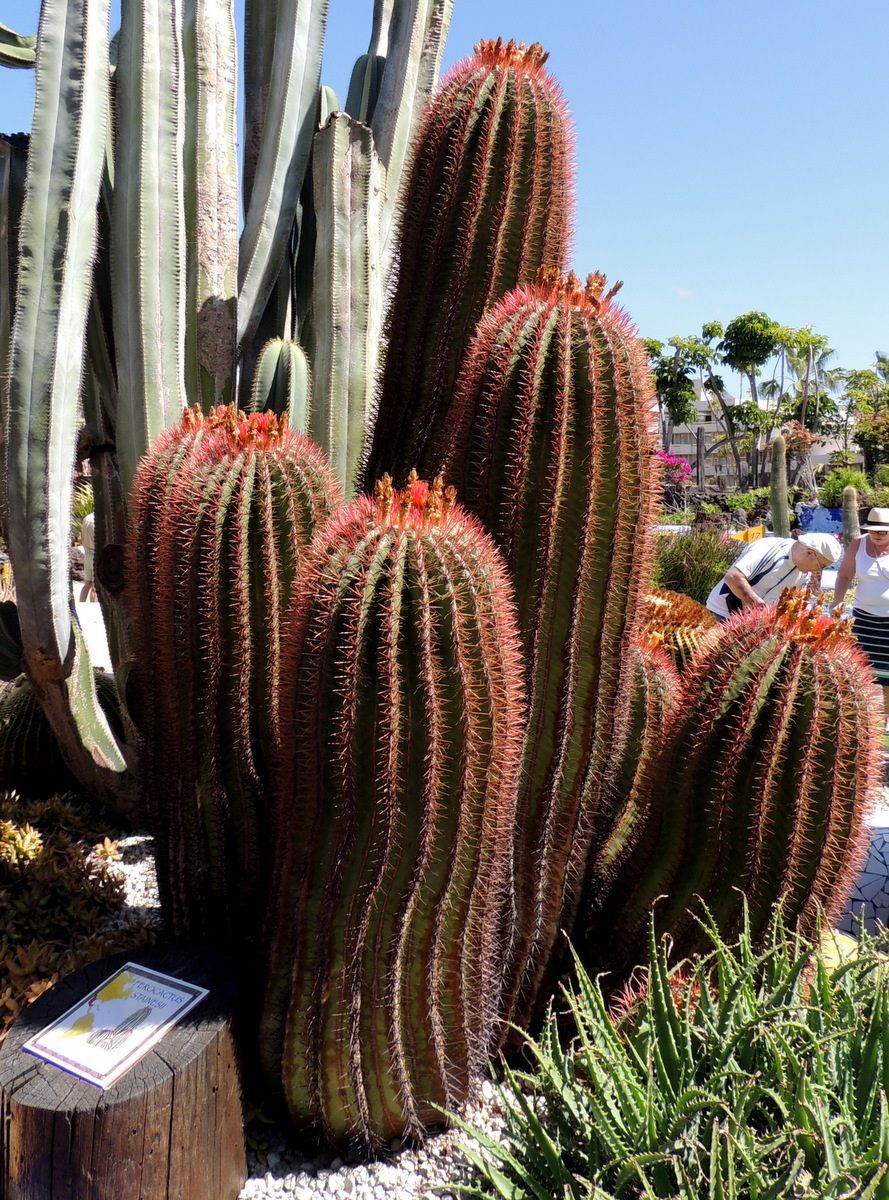 Tenerife-ferocactus pilosus