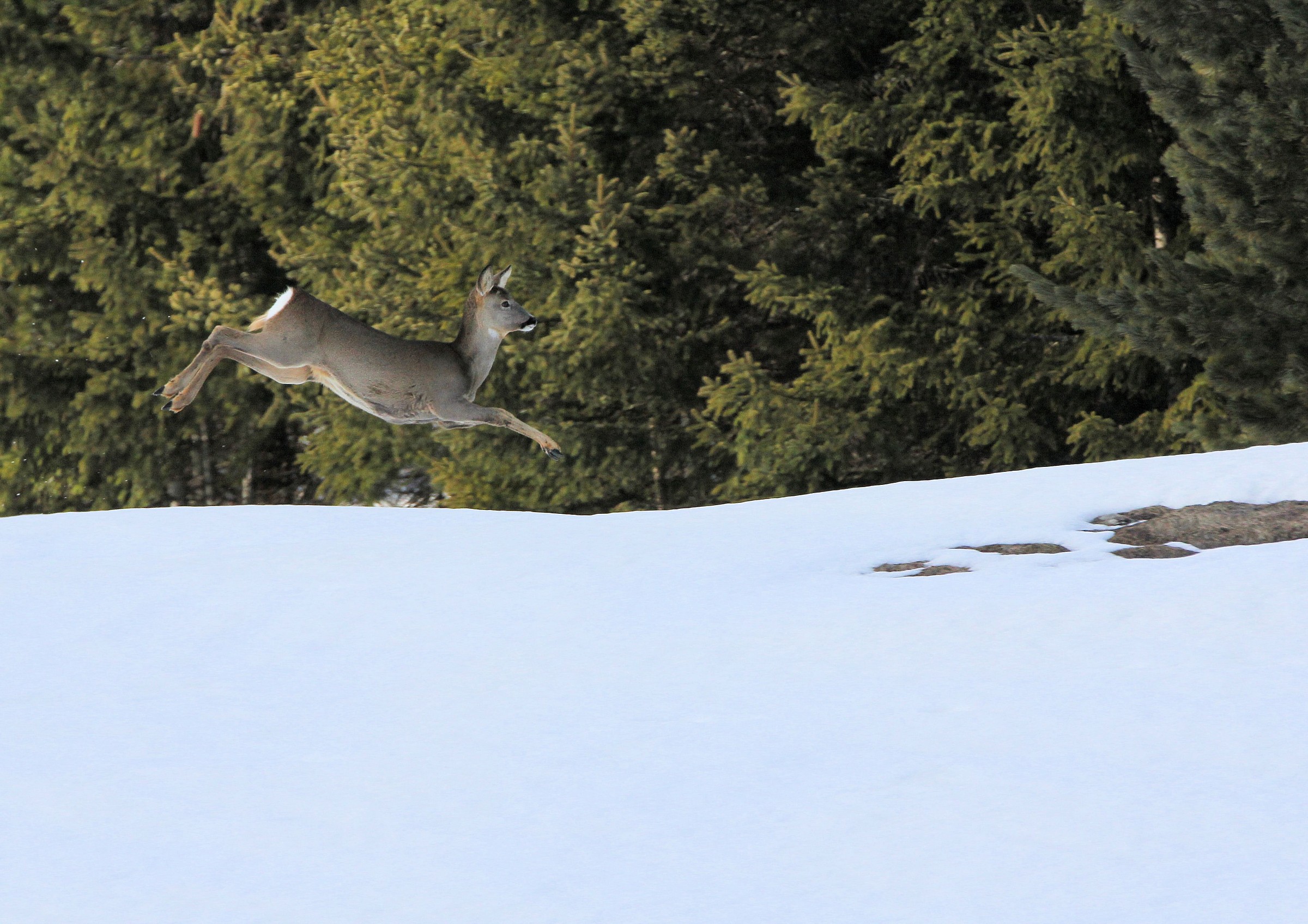 Female roe deer in flight