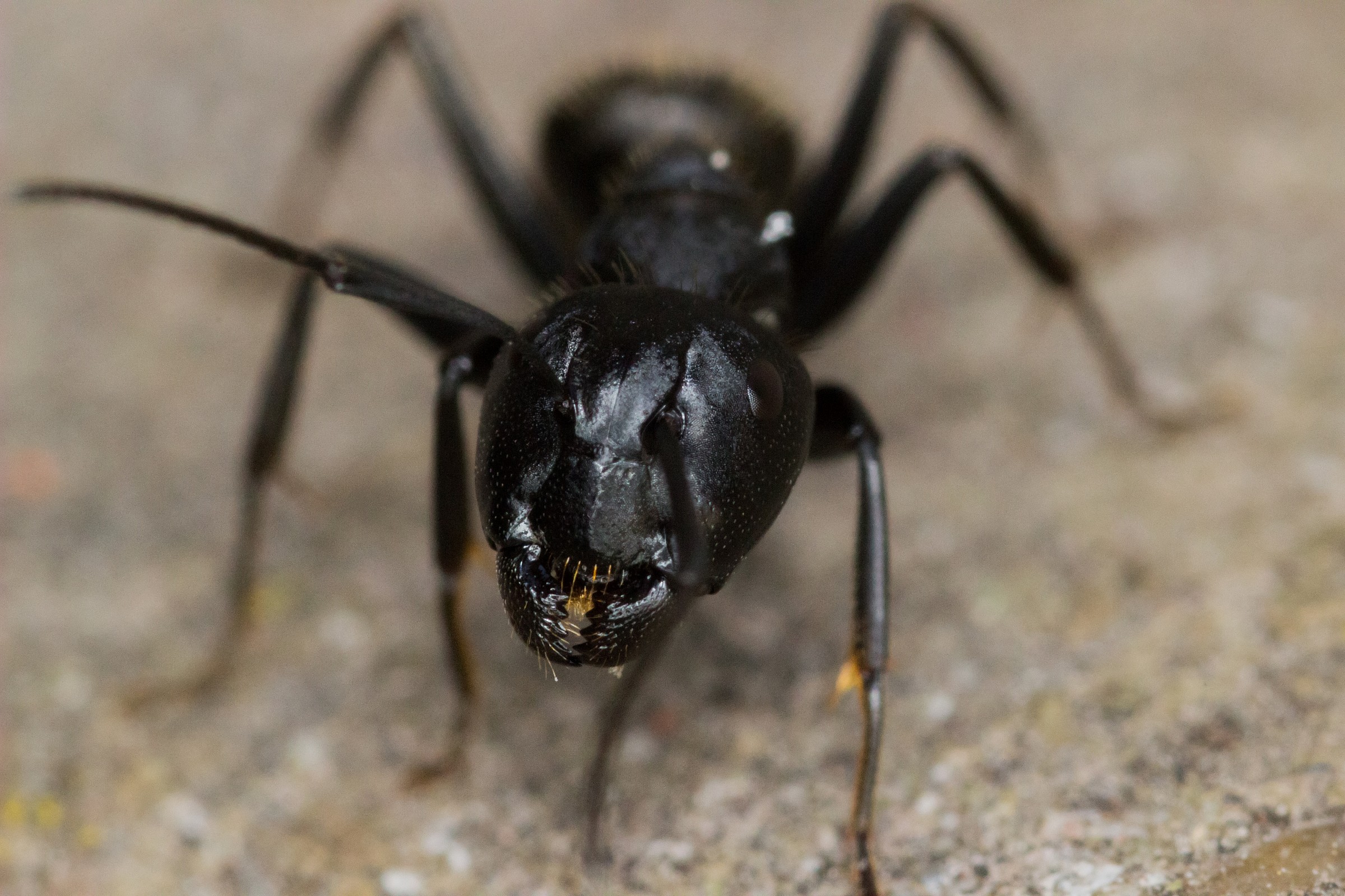 Ant