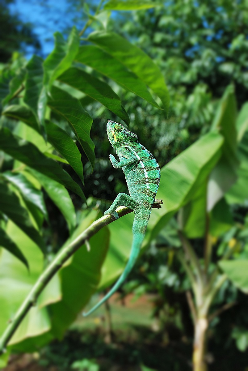 Madagascar chameleon