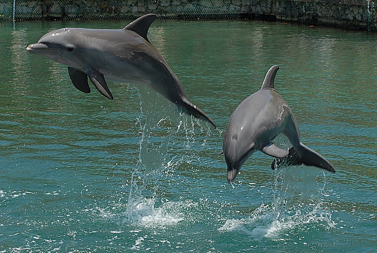 delfini Messico Puerto aventuras