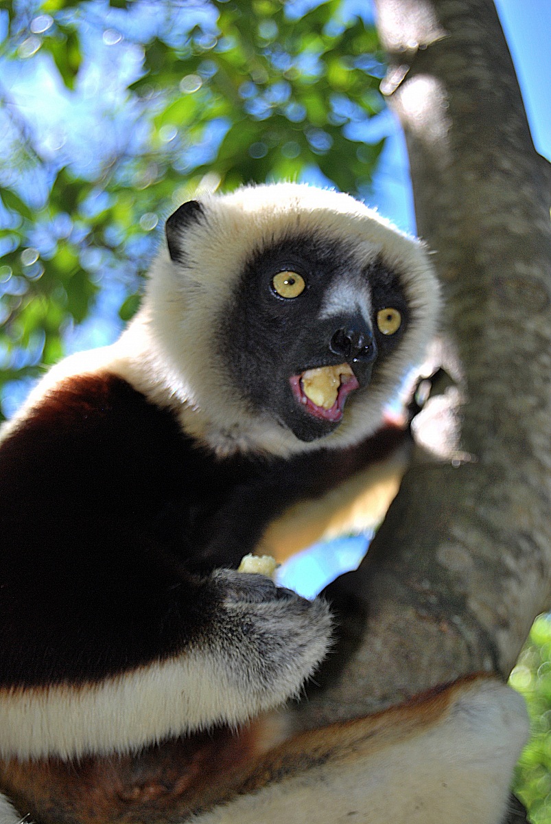 lemure Madagascar foresta lokobe
