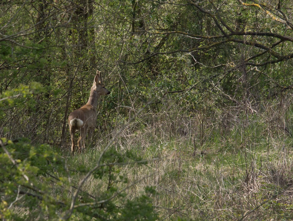 capriolo nel bosco